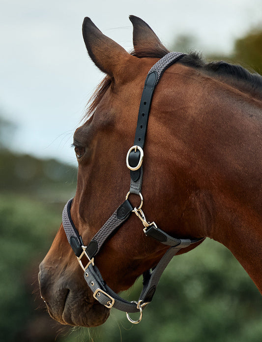 Dublin Braided Leather Headcollar