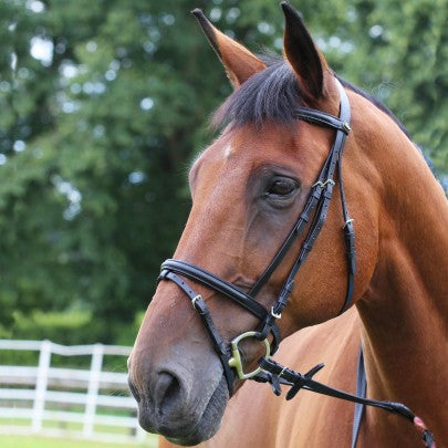 Gallop Padded Bridle with Rubber Reins