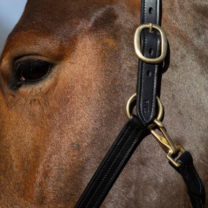 Gallop Premium Padded Leather Headcollar