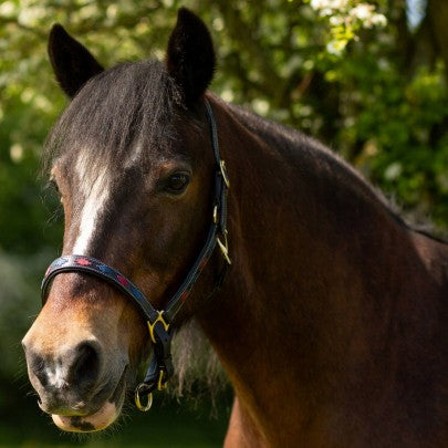 Gallop Diamond Padded Leather Headcollar