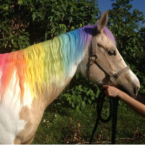 Pony Chalks- pack of 24