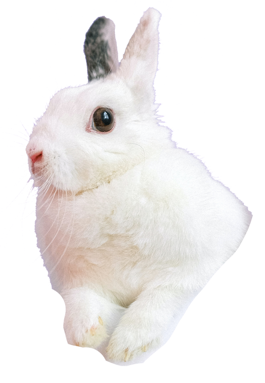 Twitch Rabbit Nuggets