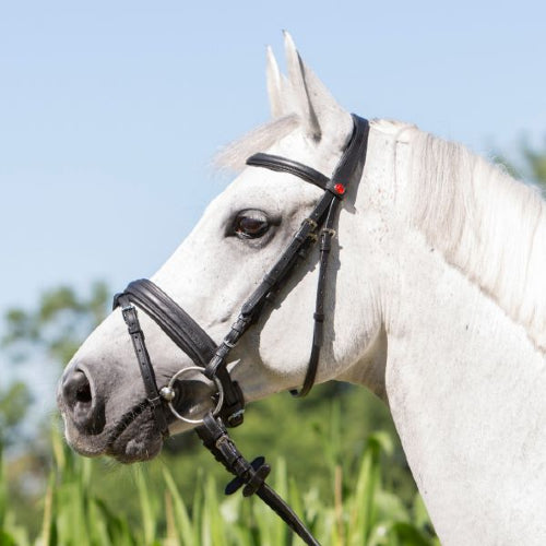 Kieffer Ultrasoft Economy Bridle